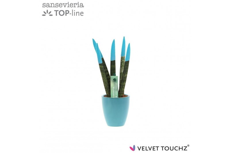 Sansevieria cylindrica Sansevieria VELVET TOUCHZ® Aqua in keramiek Osa 
