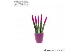 Sansevieria cylindrica Sansevieria VELVET TOUCHZ®Fuchsia in keramiek O