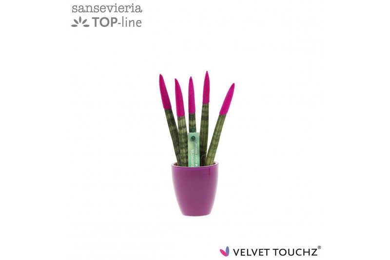 Sansevieria cylindrica Sansevieria VELVET TOUCHZ®Fuchsia in keramiek O 
