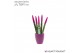 Sansevieria cylindrica Sansevieria VELVET TOUCHZ®Fuchsia in keramiek O 