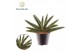 Sansevieria cylindrica Sansevieria Skyline P10,5 