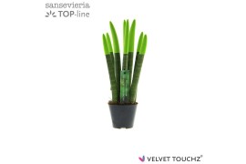 Sansevieria cylindrica Sansevieria VELVET TOUCHZ® Groen