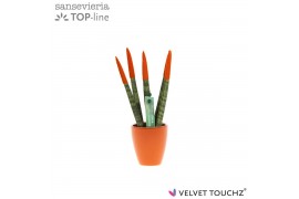 Sansevieria cylindrica Sansevieria VELVET TOUCHZ® Oranje in keramiek O