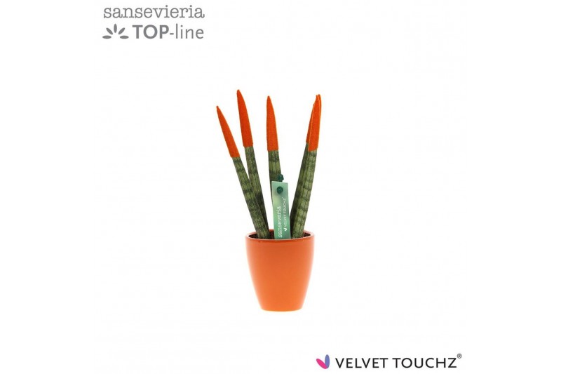 Sansevieria cylindrica Sansevieria VELVET TOUCHZ® Oranje in keramiek O 