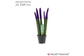 Sansevieria cylindrica Sansevieria VELVET TOUCHZ® Paars