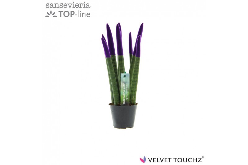 Sansevieria cylindrica Sansevieria VELVET TOUCHZ® Paars 