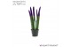 Sansevieria cylindrica Sansevieria VELVET TOUCHZ® Paars 