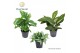 Kamerplanten mix groen Botanical mix 6 pp 