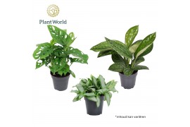 Kamerplanten mix groen Botanical mix 6 pp