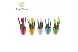 Sansevieria cylindrica Sansevieria VELVET TOUCHZ® Colourfull Easter mi