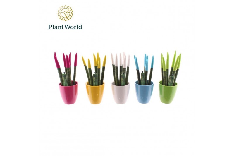 Sansevieria cylindrica Sansevieria VELVET TOUCHZ® Colourfull Easter mi 