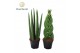 Sansevieria cylindrica Sansevieria mix: Twist-Spaghetti 