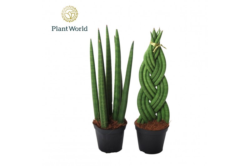 Sansevieria cylindrica Sansevieria mix: Twist-Spaghetti 