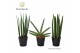 Sansevieria cylindrica Sansevieria mix: Mikado-Skyline-Spaghetti 