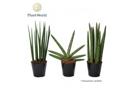 Sansevieria cylindrica Sansevieria mix: Mikado-Skyline-Spaghetti