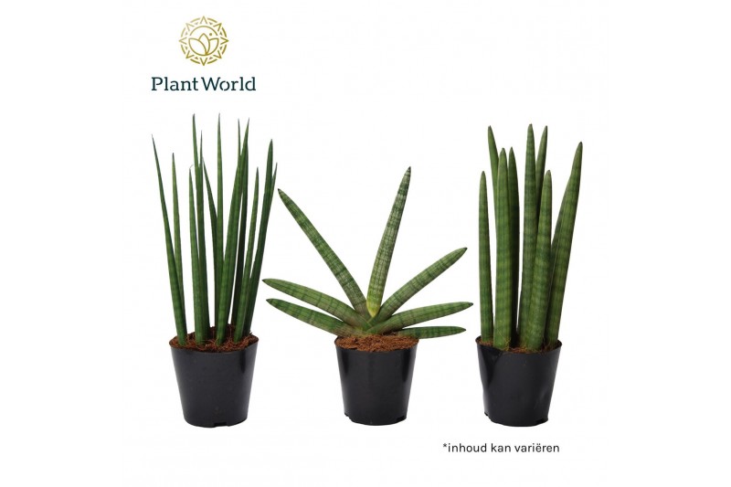 Sansevieria cylindrica Sansevieria mix: Mikado-Skyline-Spaghetti 