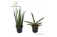 Sansevieria cylindrica Sansevieria Supermix: Skyline-Mikado 