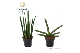 Sansevieria cylindrica Sansevieria Supermix: Skyline-Mikado