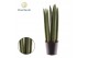 Sansevieria cylindrica Sansevieria cylindrica Spaghetti 