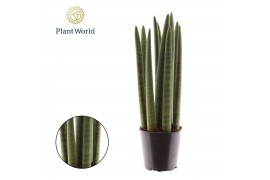 Sansevieria cylindrica Sansevieria cylindrica Spaghetti