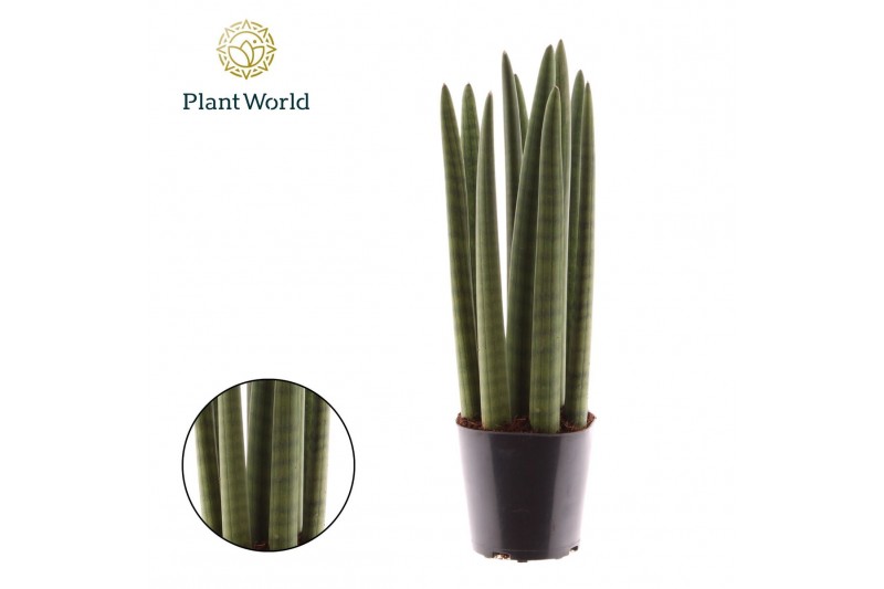 Sansevieria cylindrica Sansevieria cylindrica Spaghetti 