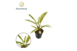 Philodendron Ring of Fire Philodendron narrow Ring of Fire P12 1 pp