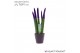 Sansevieria cylindrica Sansevieria VELVET TOUCHZ® Paars In keramiek Rd 