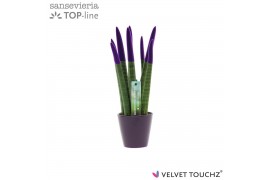 Sansevieria cylindrica Sansevieria VELVET TOUCHZ® Paars In keramiek Rd