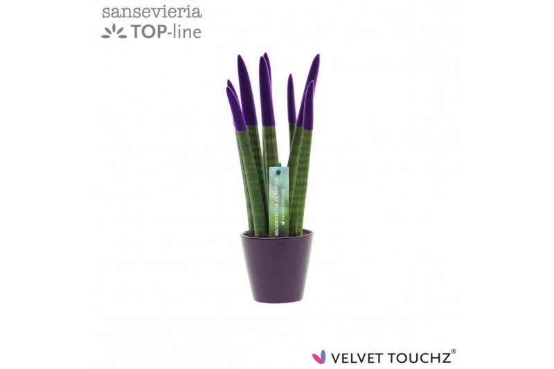 Sansevieria cylindrica Sansevieria VELVET TOUCHZ® Paars In keramiek Rd 