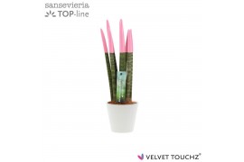 Sansevieria cylindrica Sansevieria VELVET TOUCHZ® Pastel Roze In keram