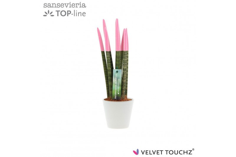Sansevieria cylindrica Sansevieria VELVET TOUCHZ® Pastel Roze In keram 