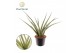 Sansevieria cylindrica Sansevieria Silver Syreni 