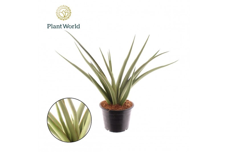 Sansevieria cylindrica Sansevieria Silver Syreni 