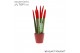 Sansevieria cylindrica Sansevieria VELVET TOUCHZ® Rood In keramiek Rda 