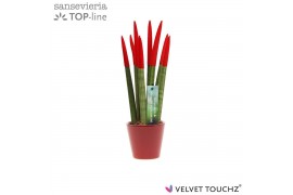 Sansevieria cylindrica Sansevieria VELVET TOUCHZ® Rood In keramiek Rda
