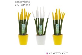 Sansevieria cylindrica Sansevieria VELVET TOUCHZ® Classic Easter mix I