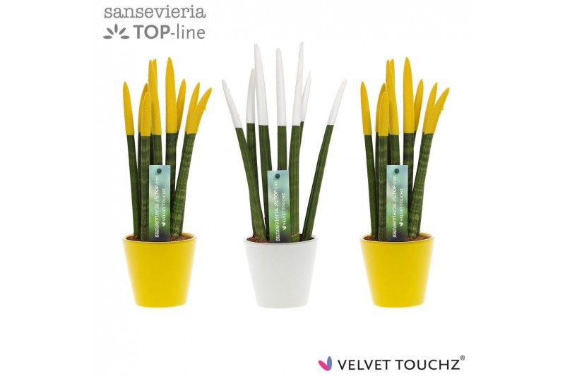 Sansevieria cylindrica Sansevieria VELVET TOUCHZ® Classic Easter mix I 
