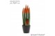 Sansevieria cylindrica Sansevieria VELVET TOUCHZ® Halloween Oranje met 