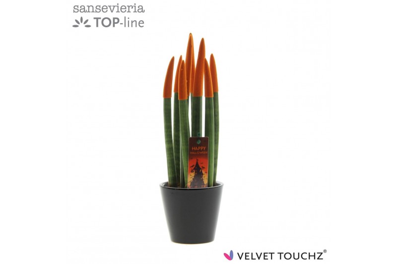 Sansevieria cylindrica Sansevieria VELVET TOUCHZ® Halloween Oranje met 