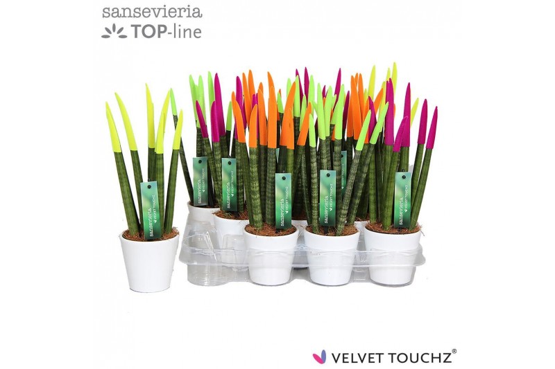 Sansevieria cylindrica Sansevieria VELVET TOUCHZ® Neon mix in keramiek 