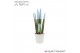 Sansevieria cylindrica Sansevieria VELVET TOUCHZ® Pastel Blauw In kera 