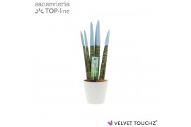Sansevieria cylindrica Sansevieria VELVET TOUCHZ® Pastel Blauw In kera