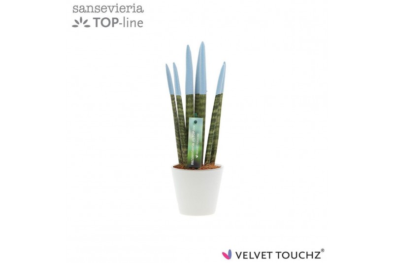 Sansevieria cylindrica Sansevieria VELVET TOUCHZ® Pastel Blauw In kera 
