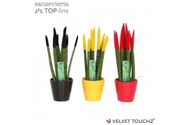 Sansevieria cylindrica Sansevieria VELVET TOUCHZ® Duitsland/Belgie In 