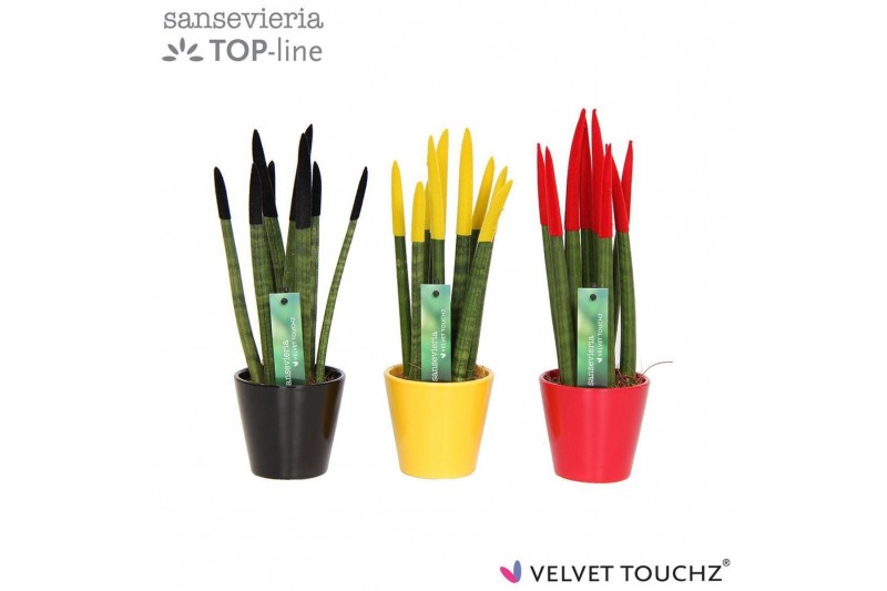 Sansevieria cylindrica Sansevieria VELVET TOUCHZ® Duitsland/Belgie In  
