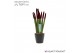 Sansevieria cylindrica Sansevieria VELVET TOUCHZ® Bordeaux In keramiek 