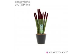 Sansevieria cylindrica Sansevieria VELVET TOUCHZ® Bordeaux In keramiek
