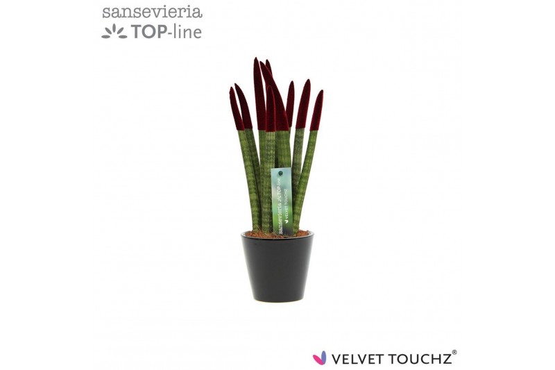 Sansevieria cylindrica Sansevieria VELVET TOUCHZ® Bordeaux In keramiek 
