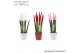 Sansevieria cylindrica Sansevieria VELVET TOUCHZ® Women mix In keramie 