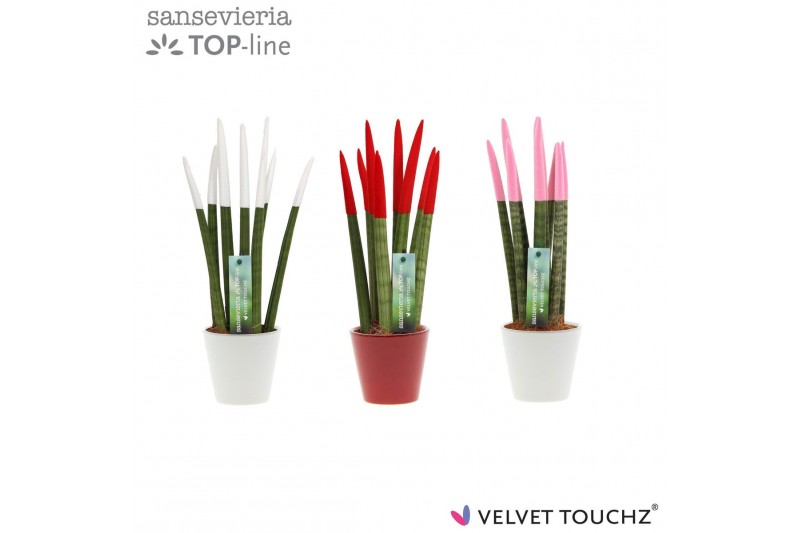 Sansevieria cylindrica Sansevieria VELVET TOUCHZ® Women mix In keramie 